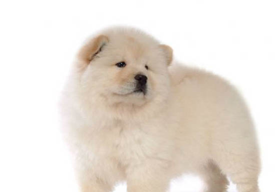 松獅犬有狂犬病毒能活多久