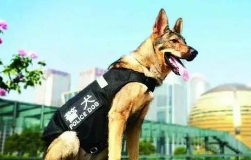護衛犬有哪些