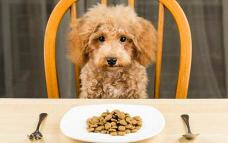 冠能成犬狗糧如何購買