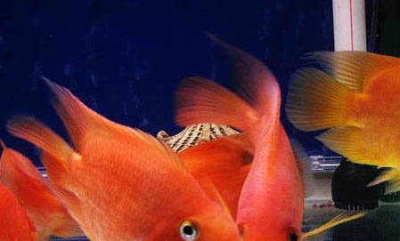 血鸚鵡魚變白了怎么辦