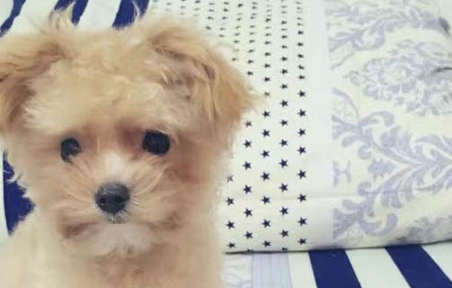 冠狀病毒狗狗會有哪些癥狀