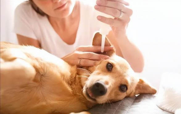 狗生死胎的四種原因及處理方法