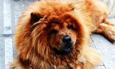 松獅犬為什么不適合家養(yǎng)
