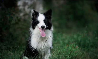 邊境牧羊犬干咳的原因及處理方法