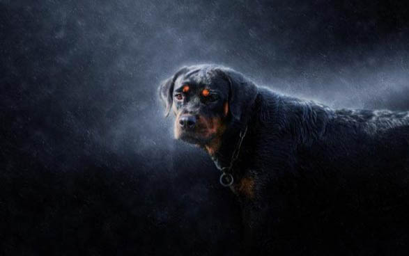 羅威納犬有哪些優缺點