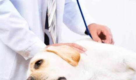 狗狗懷孕多久顯肚子