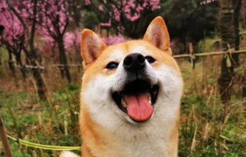 幼犬可以吃什么蔬菜