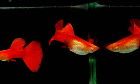 孔雀魚生完后什么狀態
