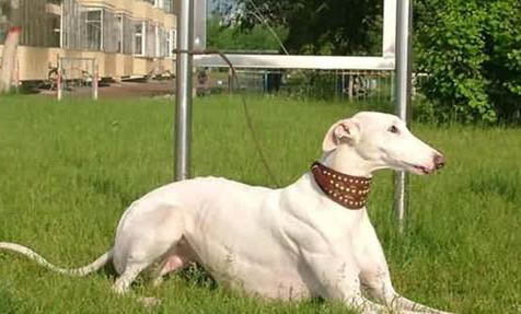 靈緹犬幼犬多少錢一只