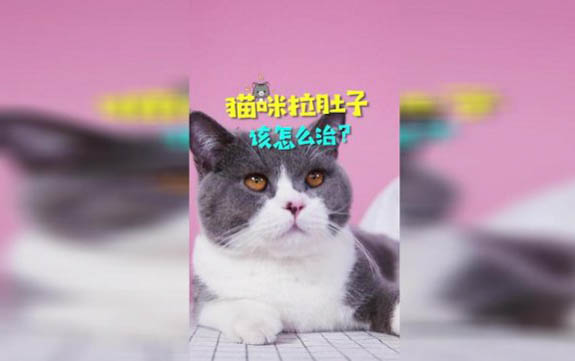 小貓可以吃水果嗎