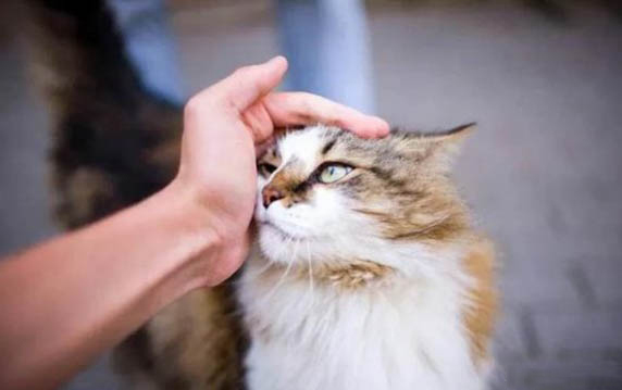 貓咪最近不愛叫是怎么回事