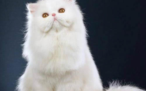 剛斷奶的小貓可以吃什么