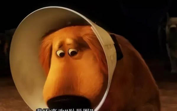貓?jiān)诒蛔幽蛟趺崔k，貓咪有哪些生活習(xí)性？