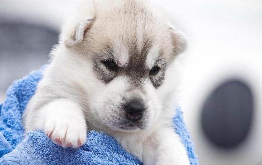 狗狗懷孕使用驗孕棒多久能測出來