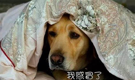 狗狗一直甩頭是不是哪里不舒服