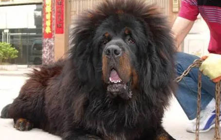 藏獒天一在哪里