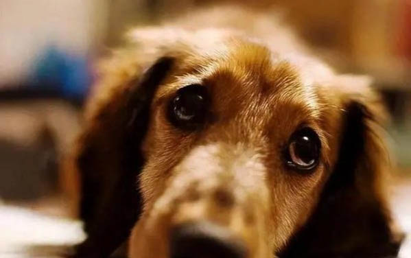 狗狗感染狂犬病有哪些表現(xiàn)
