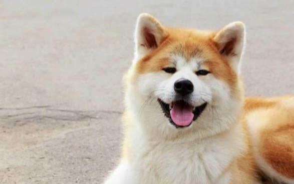 日本秋田犬打嗝怎么辦