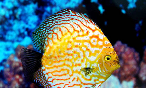 小型神仙魚飼養方法