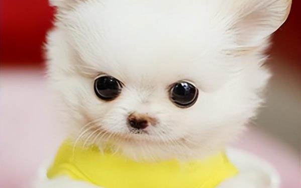 茶杯犬多大