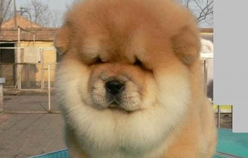 狗狗能不能吃芋頭？