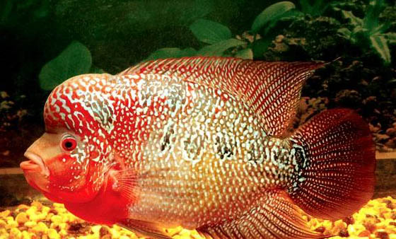 羅漢魚起頭變色時需要注意什么