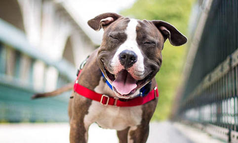 如何判斷母犬懷孕了