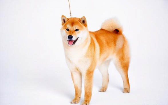 中國世界犬中名犬有哪些