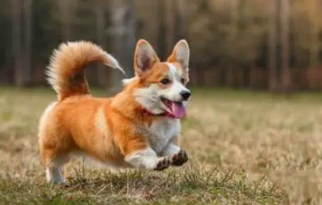 純種柯基犬價格多少錢一只