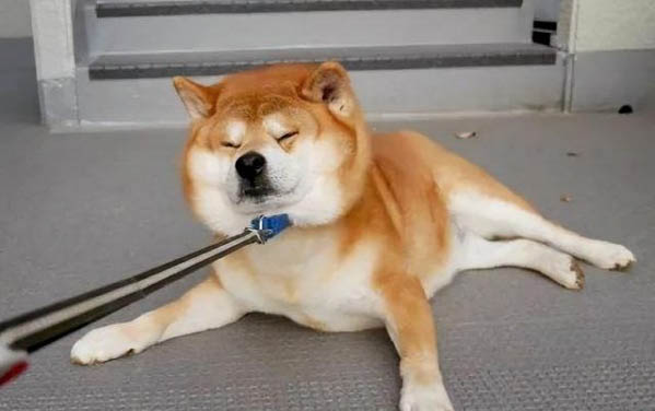 狗狗犬瘟發燒如何退燒