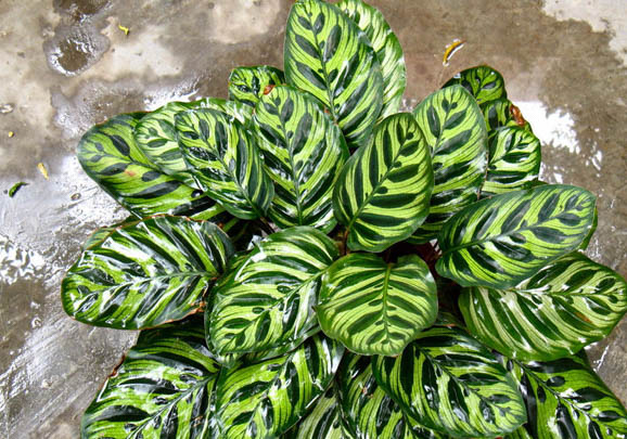 單色孔雀魚(yú)好養(yǎng)嗎