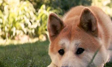 秋田犬和柴犬幼犬哪個好