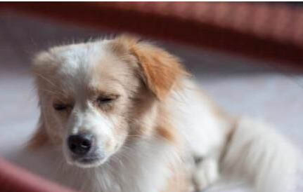 狗狗刷牙多久一次比較好