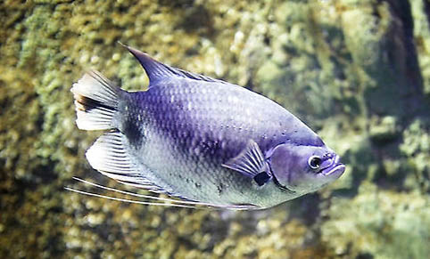 六月份釣魚(yú)釣遠(yuǎn)還是近
