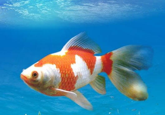 草金魚(yú)為什么要裸缸?