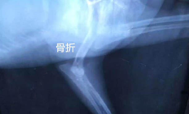 五歲狗狗會得細小病毒嗎