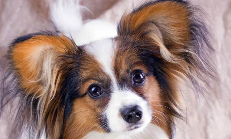 蝴蝶犬好養嗎?