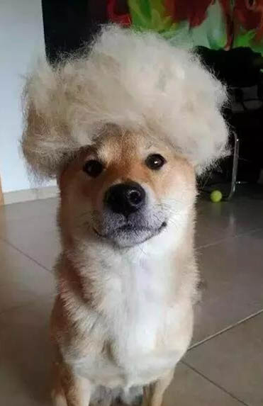 狗狗有奶水為什么還叫