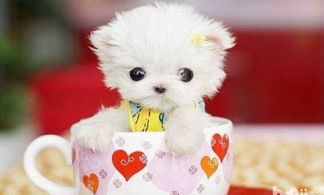 茶杯犬可以吃胡蘿卜嗎
