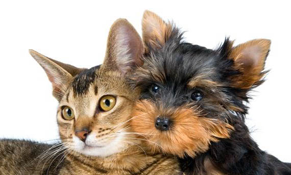 貓狗得了狂犬病能活多久