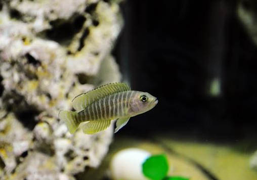 黑翅斑馬魚好養嗎