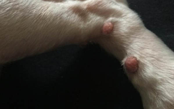 狗狗不出門會感染細小病毒嗎