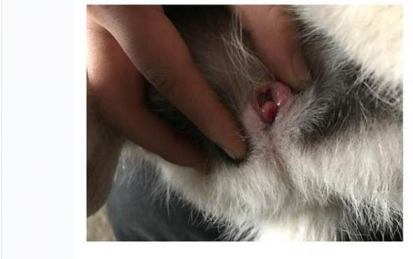 狗狗喘氣呼嚕呼嚕的