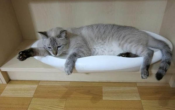 貓咪白內障癥狀