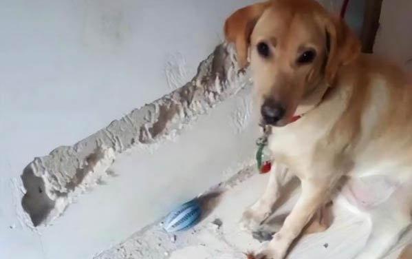 布列塔尼犬吃耗子藥還能救活嗎