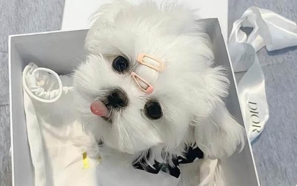 狗狗總流眼淚是怎么回事