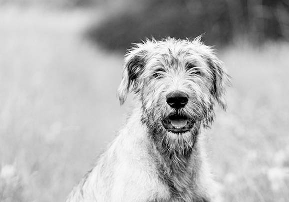 蘇俄獵狼犬的用途是什么