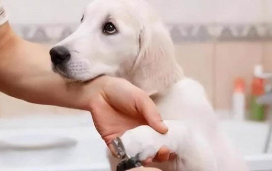 冠狀病毒狗狗會有哪些癥狀