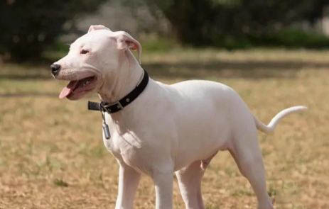 阿根廷杜高犬訓(xùn)練有技巧嗎