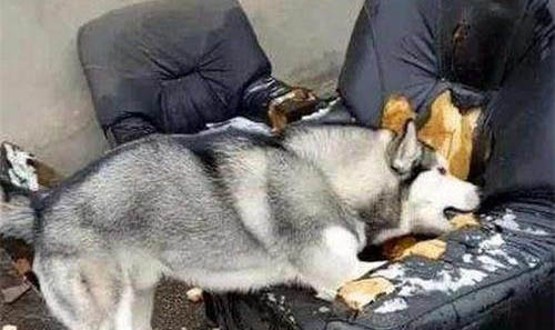 為什么狗狗會(huì)咬爪子